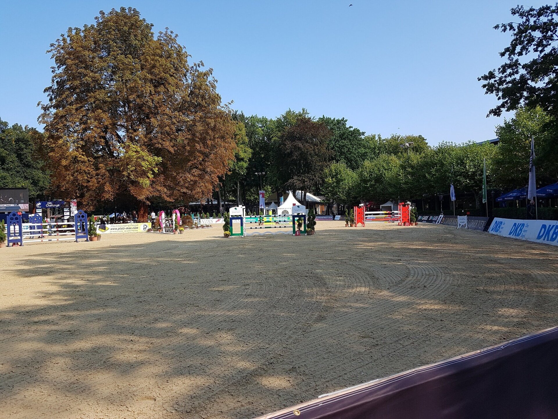 Die alte Kastanie auf dem Paderborner Schützenplatz